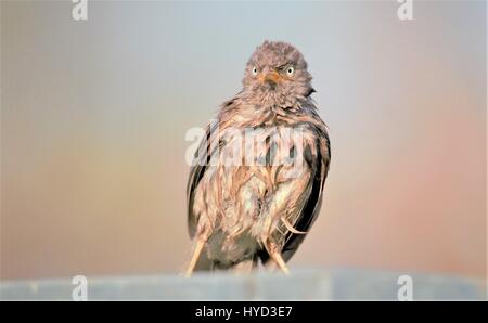 Wütend Vogel - Dschungel Schwätzer Stockfoto