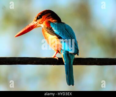 Eisvogel auf der Suche nach Beute Stockfoto