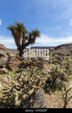 Joshua Tree Garten entlang dem Barber-Rundweg in der Mojave National Preserve. Stockfoto