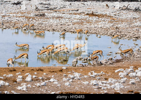 Springbock, Antidorcas marsupialis, Okaukuejo Wasserloch, Etosha National Park, Namibia, Afrika, von Monika Hrdinova/Dembinsky Foto Assoc Stockfoto