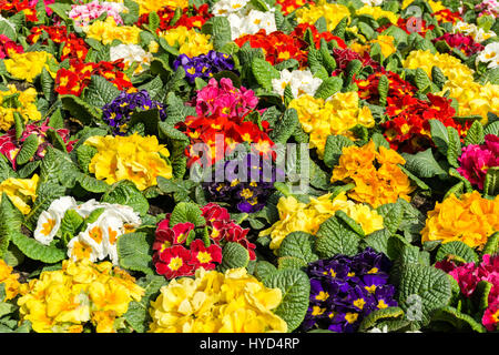 Primel primula Feld im Frühling. Meer von Blumen. Stockfoto