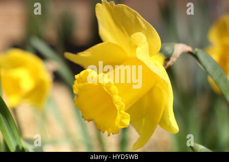 Gelbe Narzissen im Frühjahr Bourne Lincolnshire Stockfoto