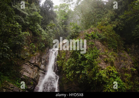 Puerto Rico, El Yunque National Forest, La Mina Falls im Wald Stockfoto