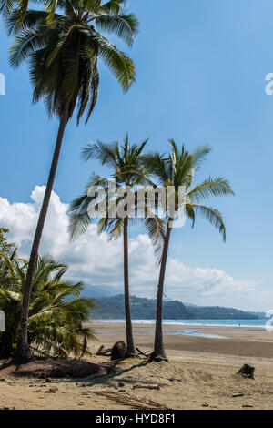 Marino Ballena Stockfoto