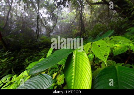 Kinabalu Nationalpark Stockfoto