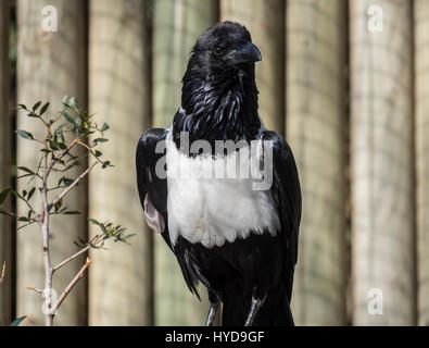 Trauerschnäpper Krähe, Corvus Albus, einziger Vogel Stockfoto