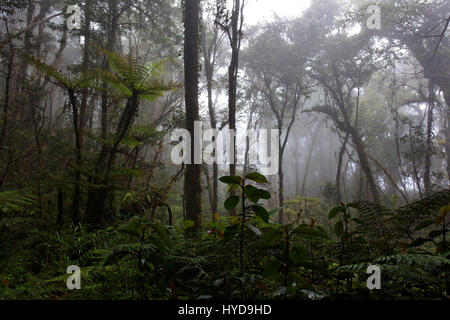 Nebelwald im Kinabalu National Park, Borneo, Malaysia Stockfoto