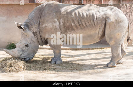 Nashorn, Rasen, Ceratotherium Simun Essen Stockfoto