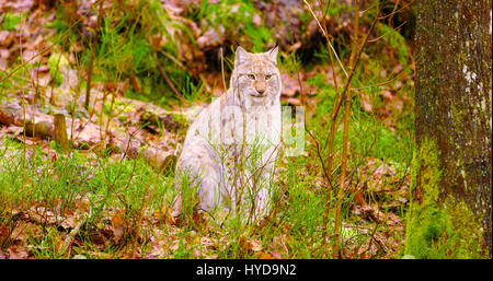 Europäische Luchs sitzt in den herbstlichen Wald Stockfoto