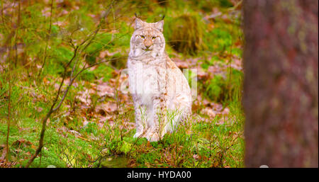 Stolze junge europäische Luchs sitzt in den herbstlichen Wald Stockfoto