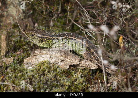 Männliche Zauneidechse (Lacerta Agilis) zeigt seine grüne Farbe in Heide Lebensraum in Surrey, UK Zucht in Nahaufnahme Stockfoto