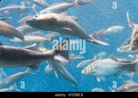 Unterwasserlandschaft des tiefblauen Ozean Stockfoto