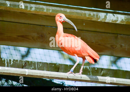 Roter Ibis auf einen hölzernen Barsch in einem Wildpark in Frankreich Stockfoto