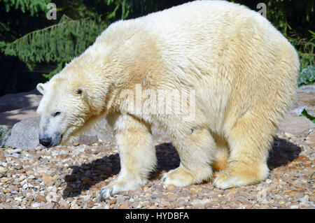 Eisbär auf Kieselsteinen in einen Tierpark in Frankreich Stockfoto