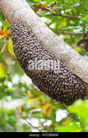Wildbienen-Struktur auf den Baum in Komodo Insel Stockfoto