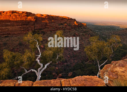 Rosa Sonnenaufgang Himmel zu beleuchten, gebleichten Bäume und senkrechten Felswänden des Kings Canyon in den Northern Territories von Australien Stockfoto