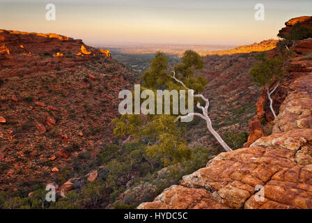 Rosa Sonnenaufgang Himmel zu beleuchten, gebleichten Bäume und senkrechten Felswänden des Kings Canyon in den Northern Territories von Australien Stockfoto