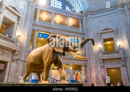Innere des das nationale Museum für Naturkunde von der Smithsonian Institution, Washington, D.C., USA Stockfoto