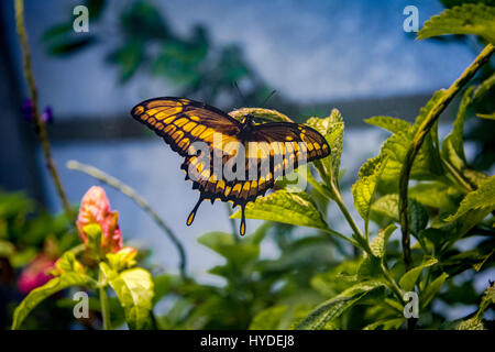 König Schwalbenschwanz Schmetterling (Papilio thoas) Stockfoto