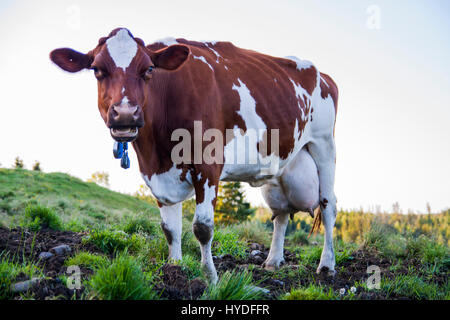Tiere am Bauernhof Stockfoto