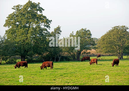 Lincoln rot Rinder, Iken, Suffolk, UK. Stockfoto