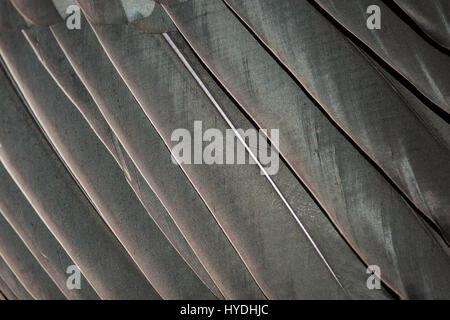 König Geier Feather Details Stockfoto