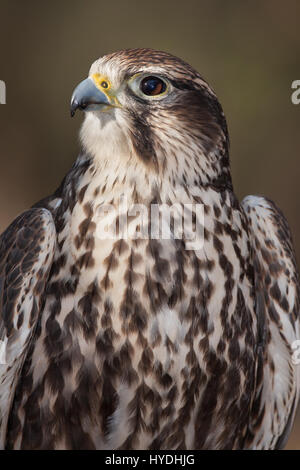 Saker Falcon Stockfoto