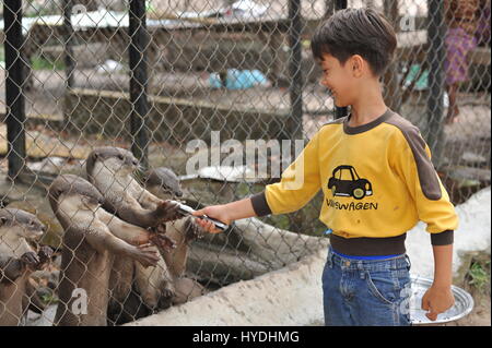 9 Jahr alt gemischt - Rennen junge feeds Smooth-Coated Otter, Phnom Tamao Wildlife Rescue Center, Provinz Takeo, Kambodscha. Credit: Kraig Lieb Stockfoto