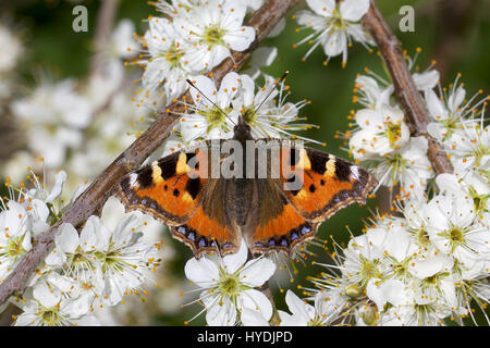 Kleiner Fuchs Schmetterling auf der Weide auf dem Frühling Blumen Stockfoto