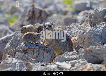 Eine Gruppe von jungen Rock Schliefer Procavia Capensis Namibia März Stockfoto