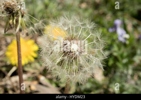 Löwenzahn Sporen im Feld Frühling Stockfoto