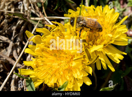 Löwenzahn ist wunderschön blühen auf den Garten und eine Biene isst den Honig aus der Blume. Stockfoto