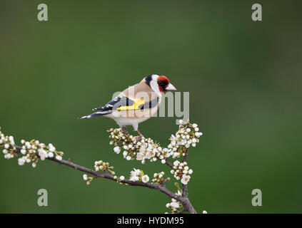 Goldfinch auf einem Blackthorn Zweig, Shropshire, Großbritannien Stockfoto