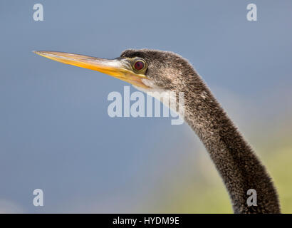 Anhinga Anhinga Anhinga, Kopf weit nach oben, Florida Stockfoto