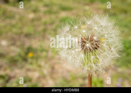 Löwenzahn Sporen im Feld Frühling Stockfoto