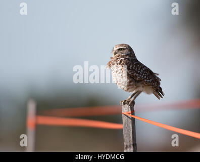 Kanincheneule, Athene Cunicularia auf einem Pfosten, Florida USA 2013 Stockfoto