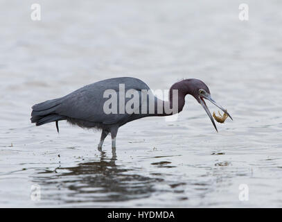 Kleine blaue Reiher, Egretta Caerulea, mit Flusskrebsen, Florida, USA Stockfoto