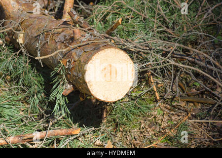 Stümpfe von gefällten Bäumen in einem Kiefernwald Stockfoto