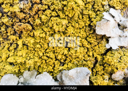 ein Baum ist mit Flechten bedeckt. gelber Moos wächst auf dem Baum. Stockfoto