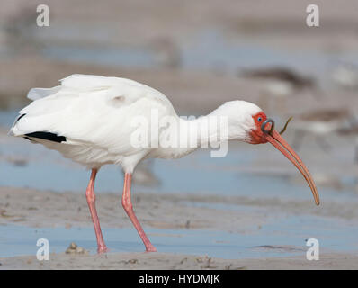 Weißes Ibis, Eudocimus Albus, Florida mit Wurm Stockfoto