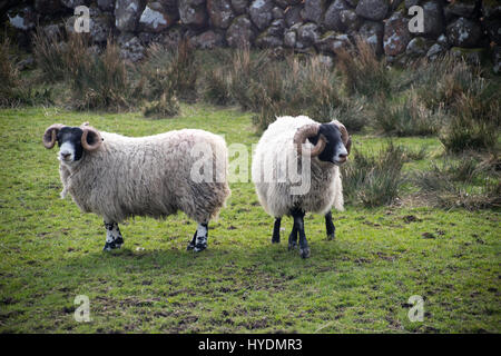 Rau fiel Schafe in Süd-West-Schottland Stockfoto