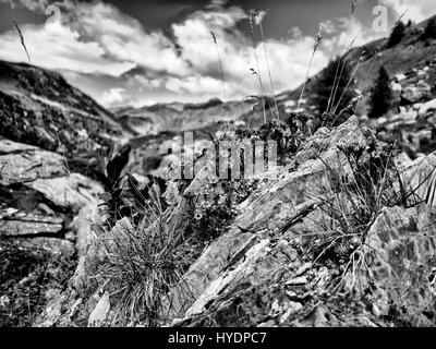 Blumen in den französischen Alpen (nahe Champoléon) Stockfoto