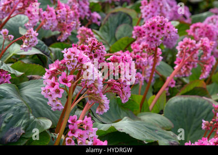 Elefanten-Ohren Bergenie Cordifolia im Frühjahr Stockfoto