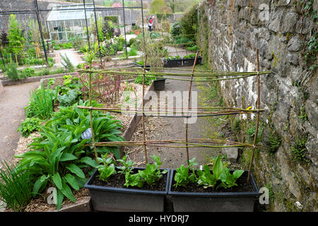 Beinwell Pflanzen in Hochbeeten, Stroh Mulch & Willow Zweig Struktur Frame-Unterstützung bei der National Botanic Garden of Wales Carmarthen UK KATHY DEWITT Stockfoto