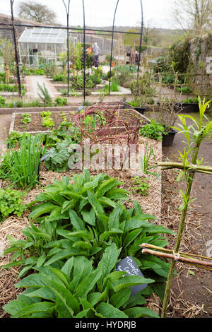 Beinwell Pflanzen in Hochbeeten mit Stroh Mulch und roter Hartriegel Stamm Struktur an der National Botanic Garden of Wales, Carmarthen WALES KATHY DEWITT Stockfoto