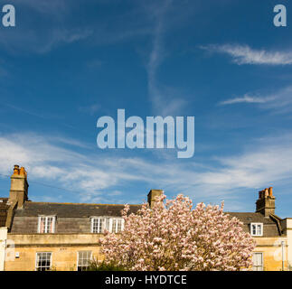 Frühling blühen in der schönen Stadt Bath, England, UK Stockfoto Frühling blühen in der schönen Stadt Bath, England, UK Stockfoto