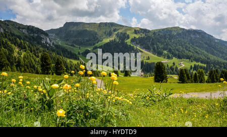 Blumen auf grünen Hügeln in Wildnis Stockfoto