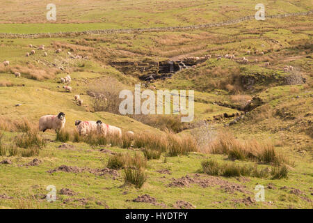 Swaledale Mutterschafe auf Moor, Northumberland Stockfoto