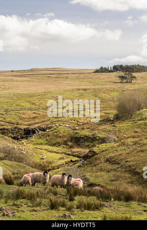 Swaledale Mutterschafe auf Moor, Northumberland Stockfoto