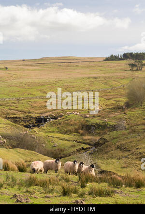 Swaledale Mutterschafe auf Moor, Northumberland Stockfoto